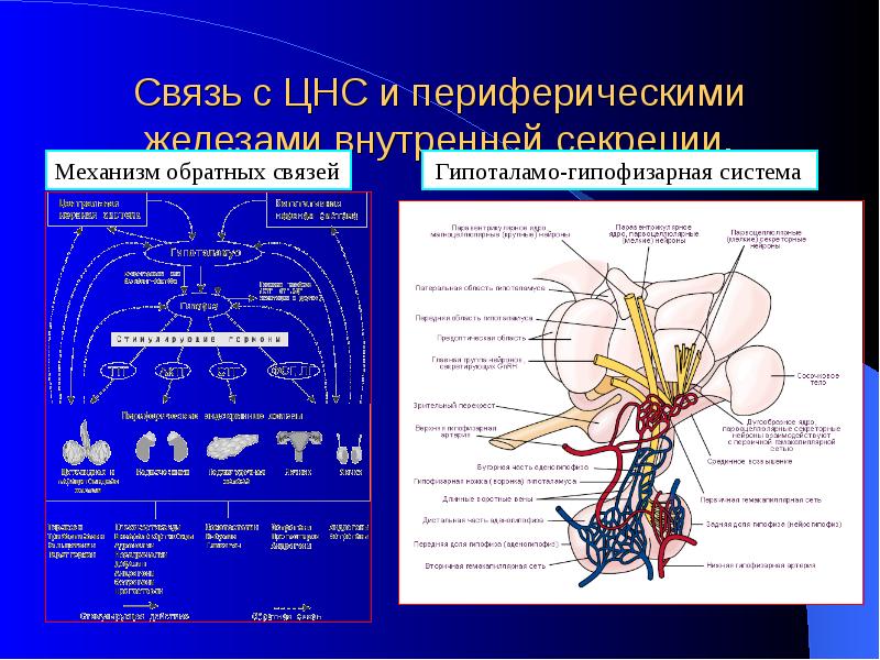 Гипоталамо гипофизарная система физиология презентация