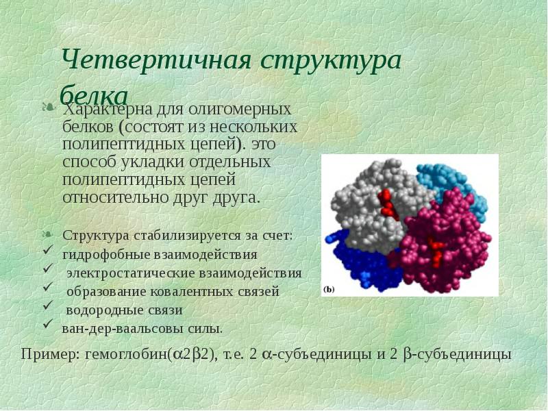 Особенности строения белков