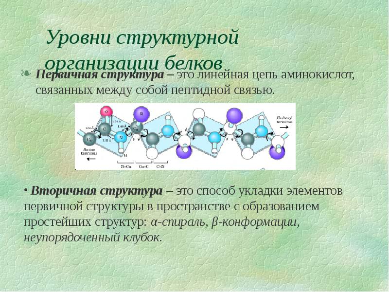 Аминокислотные цепи