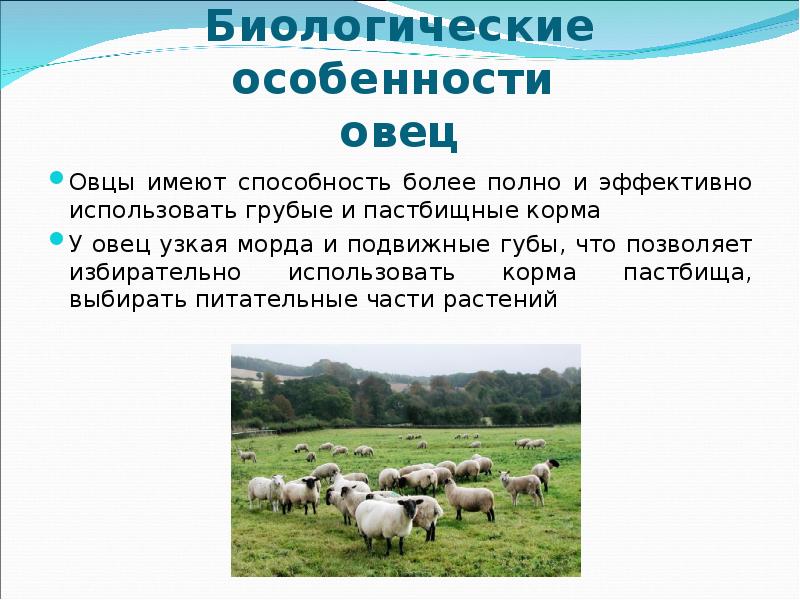 Овцы текстом. Овцеводство презентация для детей. Презентации на тему овцеводство. Овца для презентации. Биологические особенности овец.