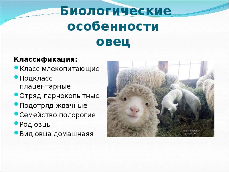 Овцеводство отрасль специализации. Овцеводство окружающий мир 4 класс. Презентация на тему овцеводство. Овцеводство и козоводство презентации. Биологические особенности овец.