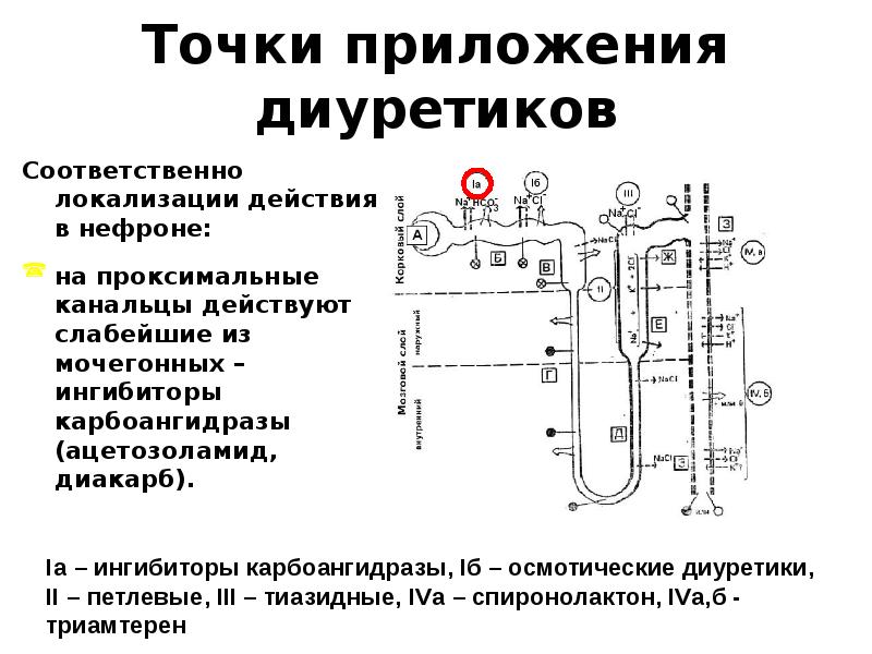 Точки приложения диуретиков схема - 90 фото