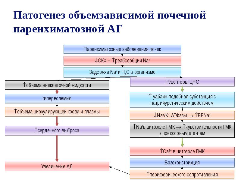 Артериальная гипертензия патогенез