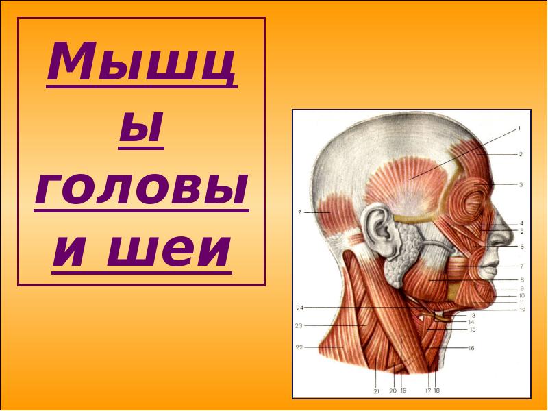 Реферат: Строение и функции гортани