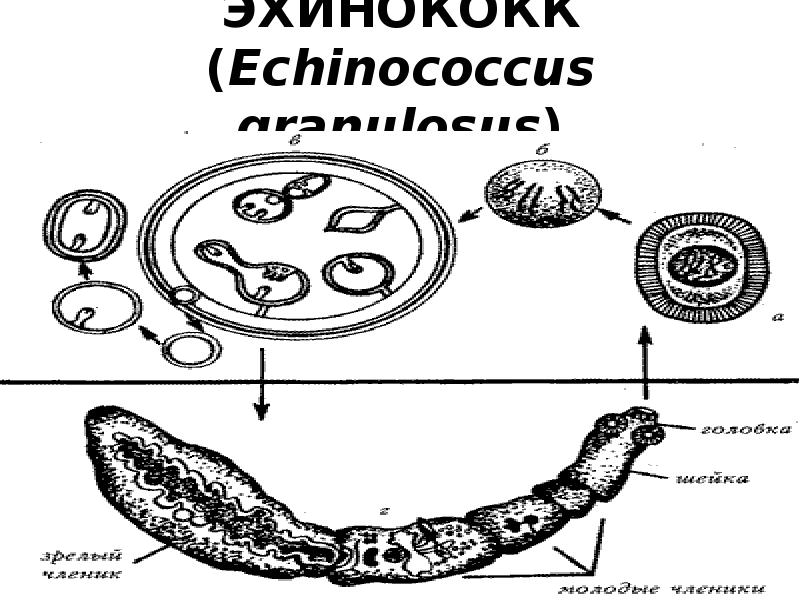 Половозрелая стадия эхинококка рисунок