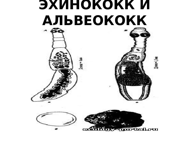 Альвеококк строение