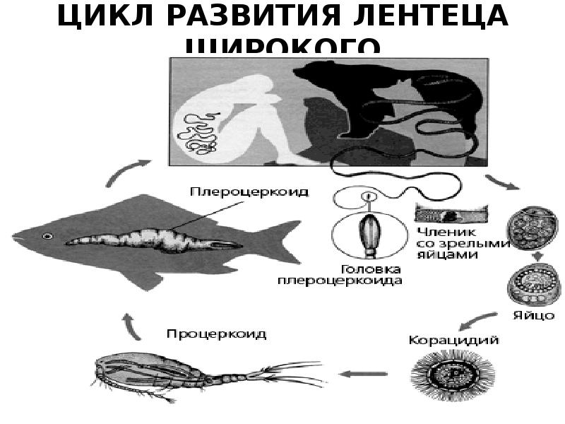 Цикл широкого лентеца. Цикл развития широкого лентеца схема. Жизненный цикл широкого лентеца схема. Схема развития лентеца.