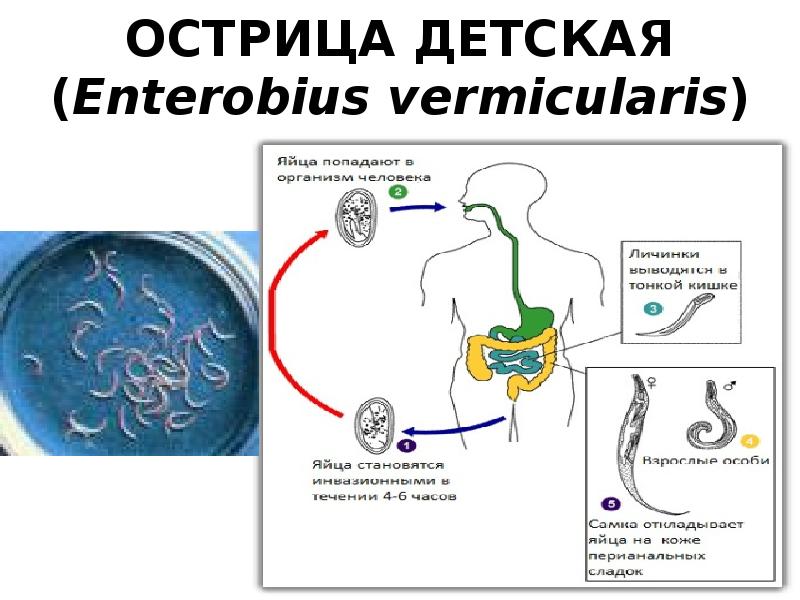 Можно ли считать человека промежуточным хозяином аскариды. Острицы жизненный цикл паразита. Черви паразиты Острица. Острица кишечная (Enterobius vermicularis) жизненный цикл. Острица детская Enterobius vermicularis.