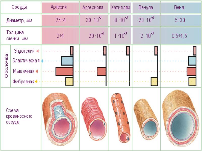 Виды кровеносных сосудов рисунок