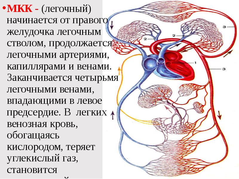 Коарктация аорты гемодинамика схема