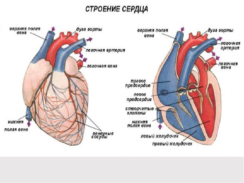 Анатомия сердце человека схема