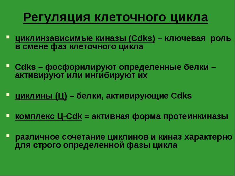 Регуляция клеток. Циклин киназы функции. Биологические основы регуляции клеточного цикла. Циклины и циклинзависимые киназы в регуляции клеточного цикла. Регуляция клеточного цикла циклины.