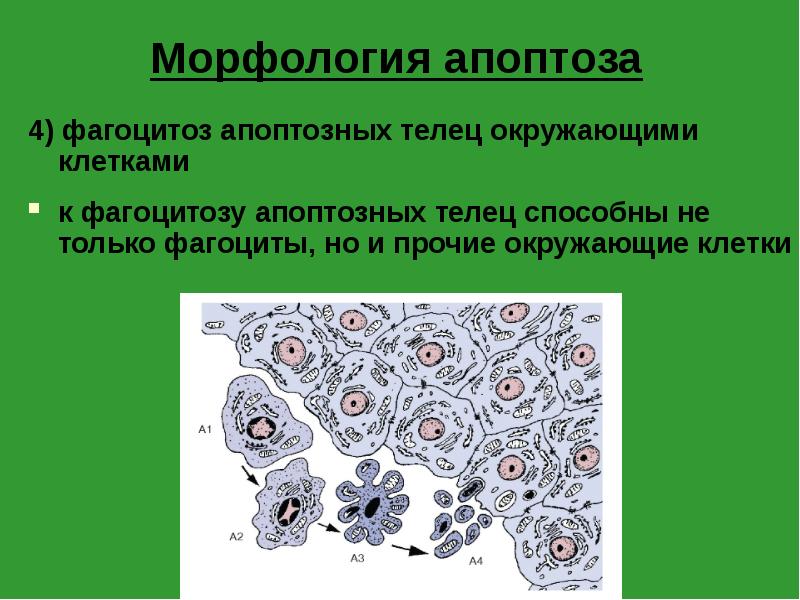 механизмы фагоцитоза лейкоцитов. ученый, открывший процесс фагоцитоза. б способны к фагоцитозу. б способны к фагоцитозу. клетки каких организмов способны к фагоцитозу.