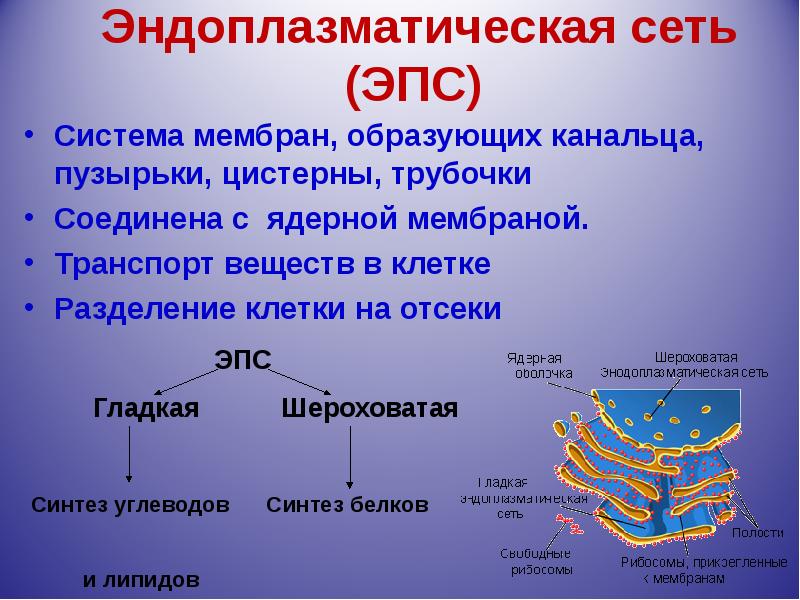 Состоит из мембраны пузырьков цистерн