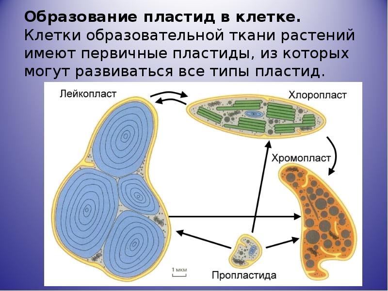 Пластиды имеют. Превращение пластид друг в друга. Взаимопревращение пластид схема. Образование пластид. Схема превращения пластид.