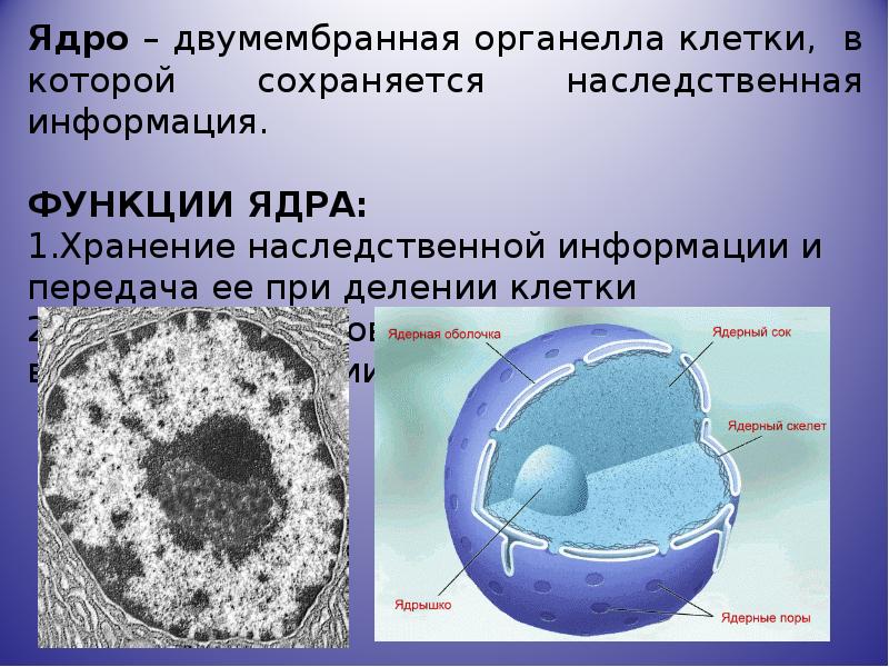 Система одномембранных цистерн