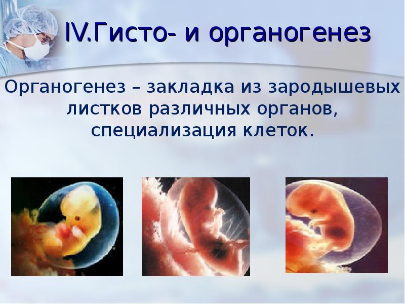 Презентация по биологии эмбриональное развитие организма