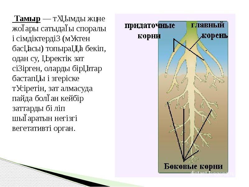 Өсімдіктердің көбеюі презентация