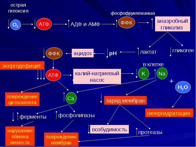 Повреждение клетки патофизиология презентация