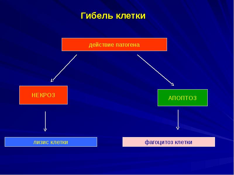 Механизмы клетки. Гибель клетки апоптоз патофизиология. Некроз клетки патофизиология. Механизмы гибели клеток. Механизмы апоптоза патофизиология.