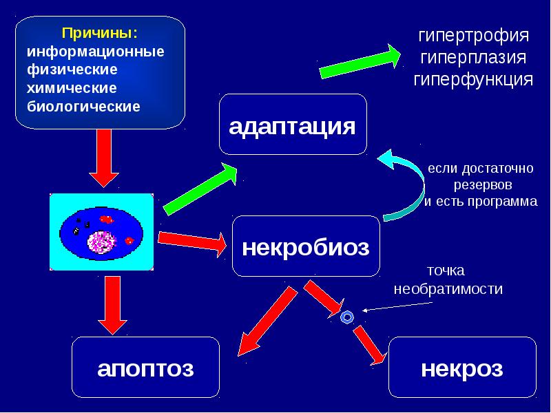 2 что такое апоптоз клетки и какого его биологическое значение