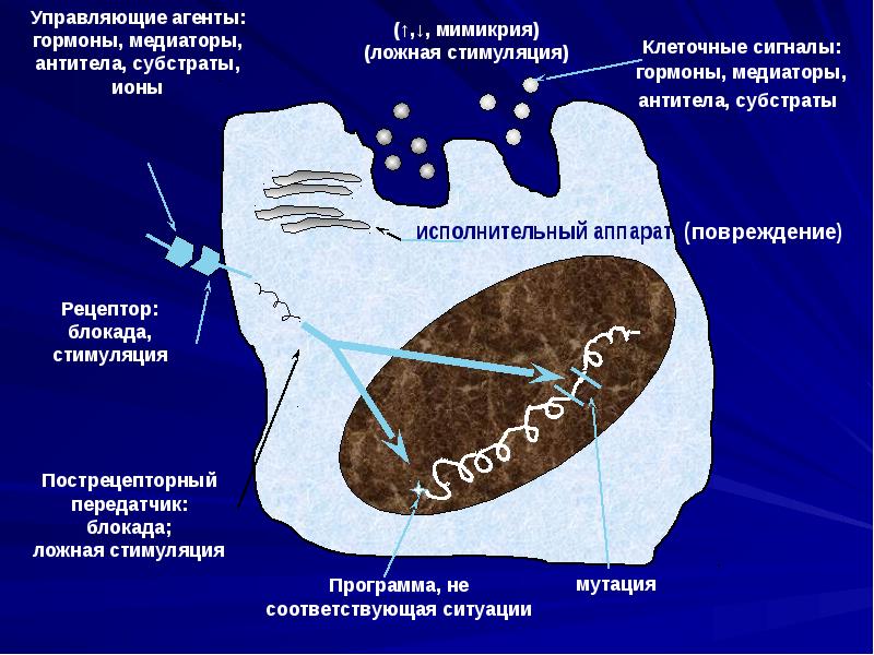 2 что такое апоптоз клетки и какого его биологическое значение