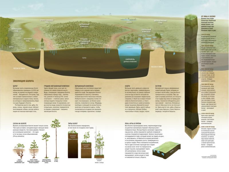 Развитие болота. Эволюция болота. Эволюция болот. Болото это гидросфера?. Трясина состав.