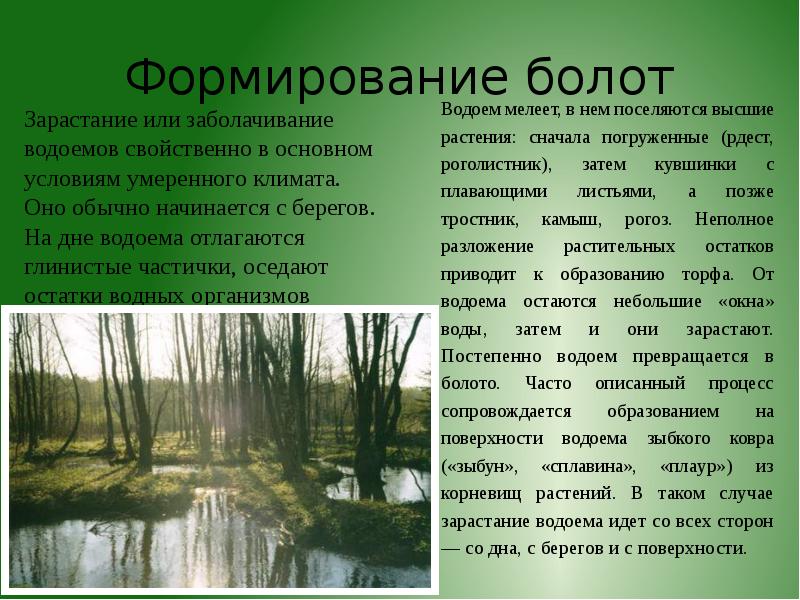 Основные причины болот. Причины заболачивания водоемов. Зарастание водоема. Процесс зарастания водоема. Стадии заболачивания водоема.