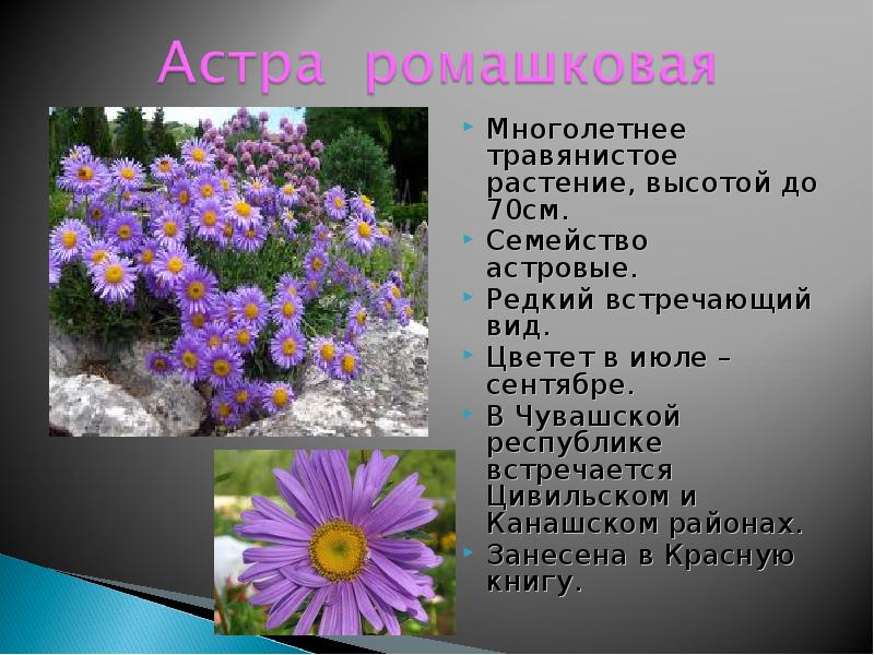 Желтые страницы красной книги россии растения фото и описание
