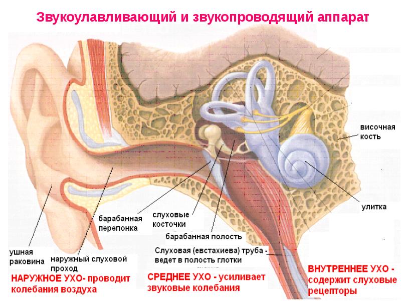 Слуховая и вестибулярная сенсорная система презентация