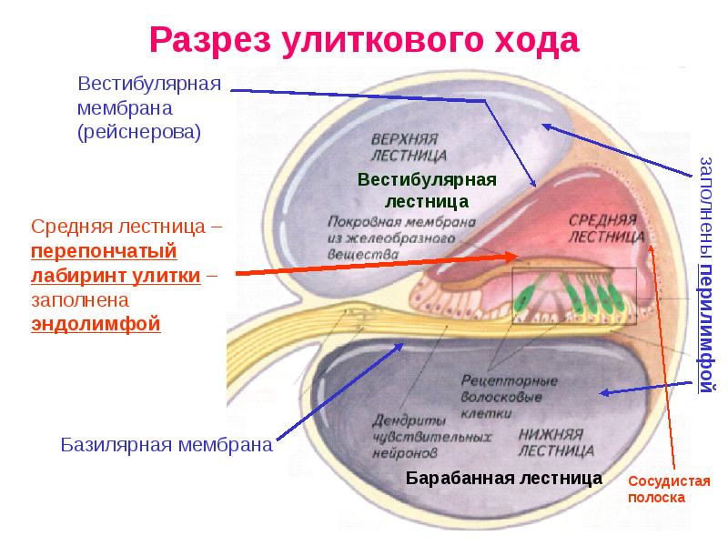 Сенсорная система презентация