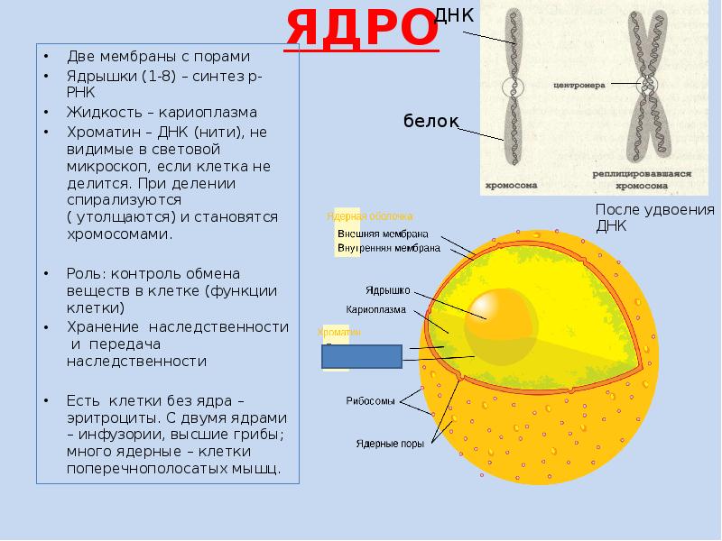 Картинка ядерная мембрана