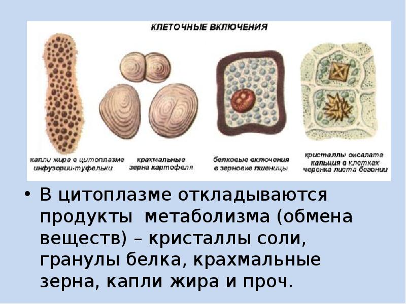 Продукты обмена клетки. Клеточные включения гранулы. Капли жира в клетке. Кристаллические клеточные включения. Клеточные включения капли жира.