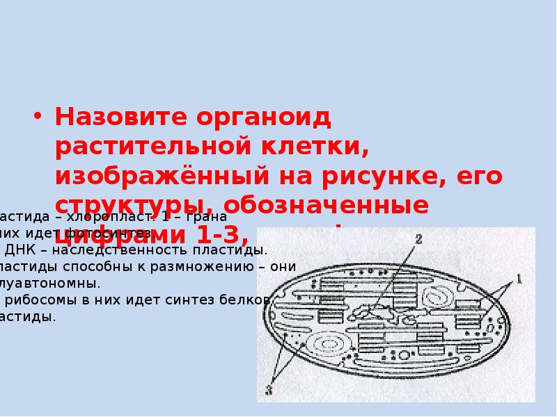 Установите соответствие между характеристиками и структурами клетки обозначенными цифрами на рисунке