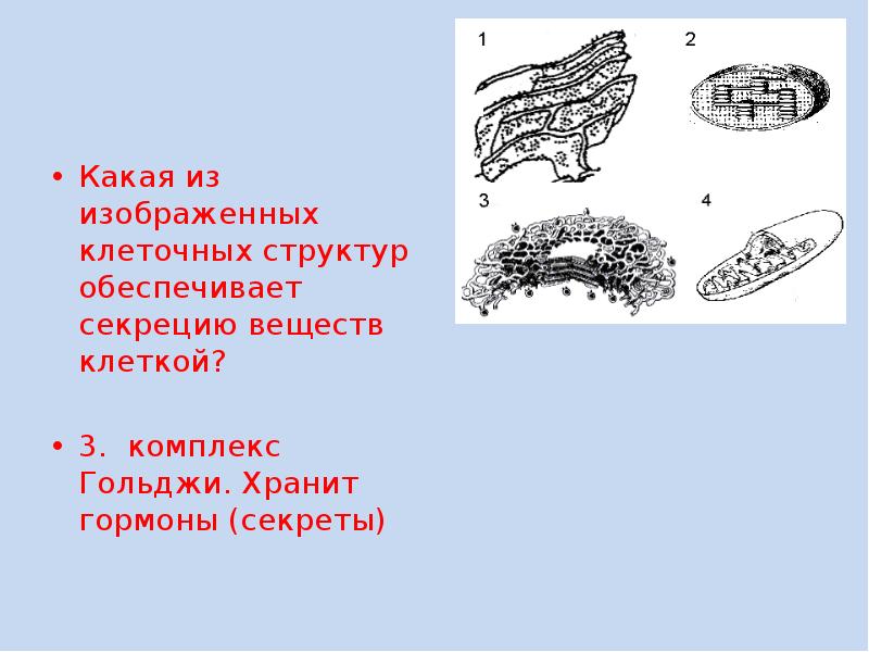 Какой тип клетки изображен на рисунке. Клеточных структур обеспечивает секрецию веществ клеткой:. Какая клеточная структура обеспечивает секрецию веществ клеткой. Обеспечение секреции веществ клеткой. Какая клеточная структура обеспечивает секрецию веществ.