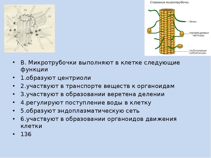 Микротрубочки в какой клетке