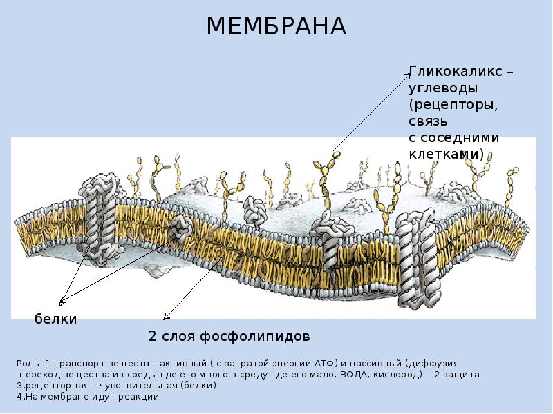 Гликокаликс функции. Клеточная мембрана гликокаликс. Клеточная стенка и гликокаликс. Гликокаликс клетки. Клеточная мембрана с гликокаликсом.