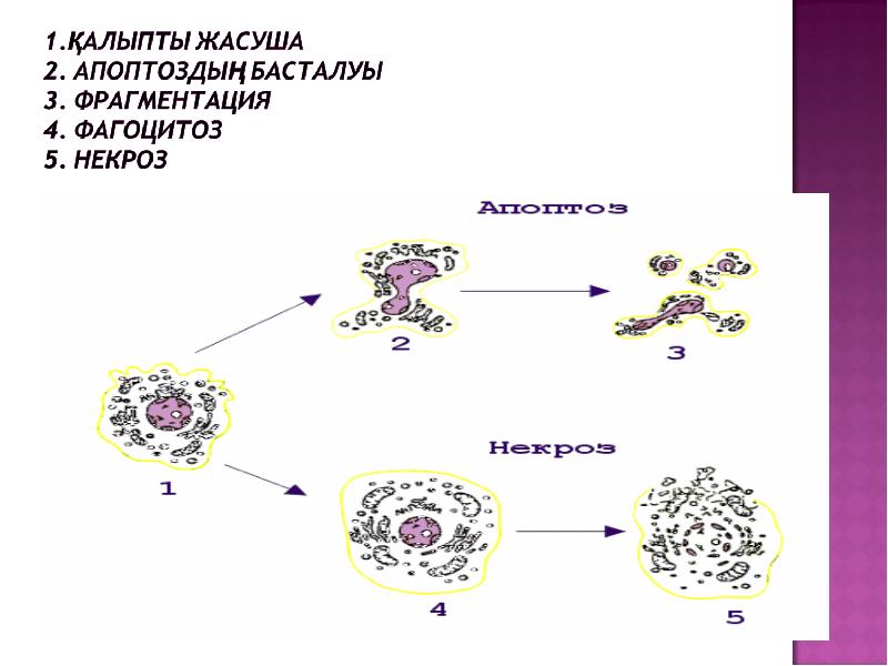 Некроз презентация апоптоз