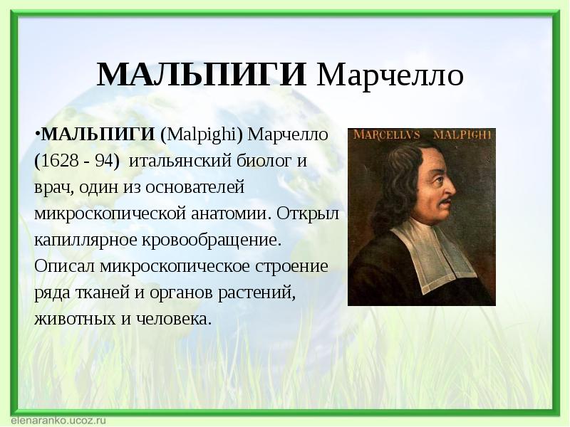 Презентация марчелло мальпиги