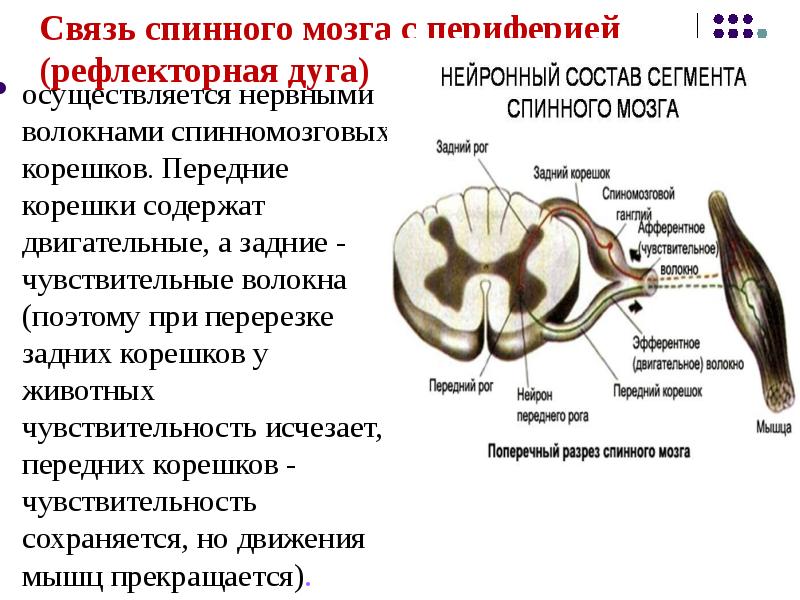 Миастения презентация неврология