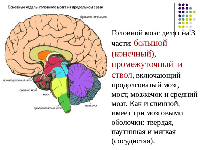 Ствол мозга неврология презентация