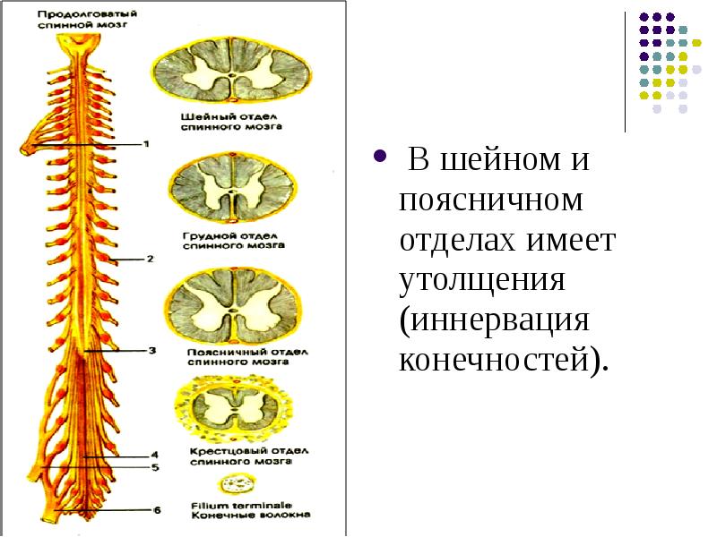 Отделы спинного мозга рисунок