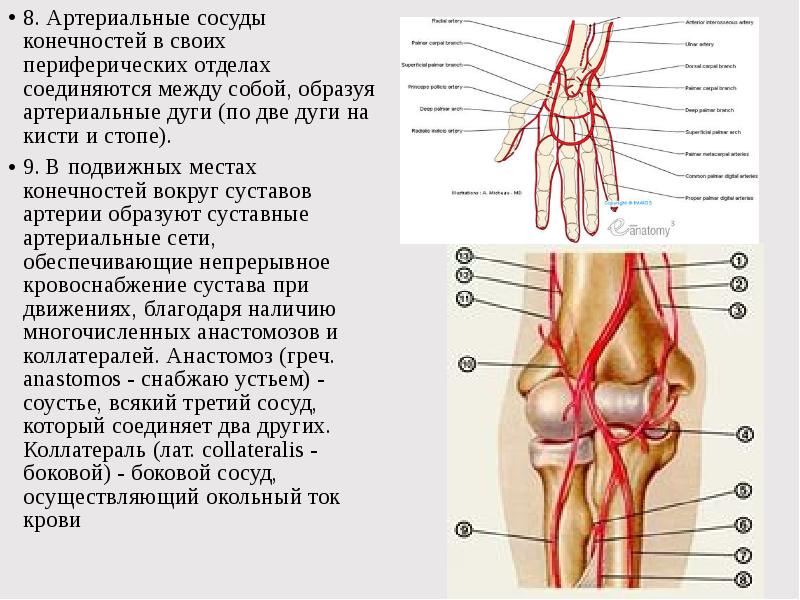 Реферат: Артерии головы и шеи. Артериальные анастомоза