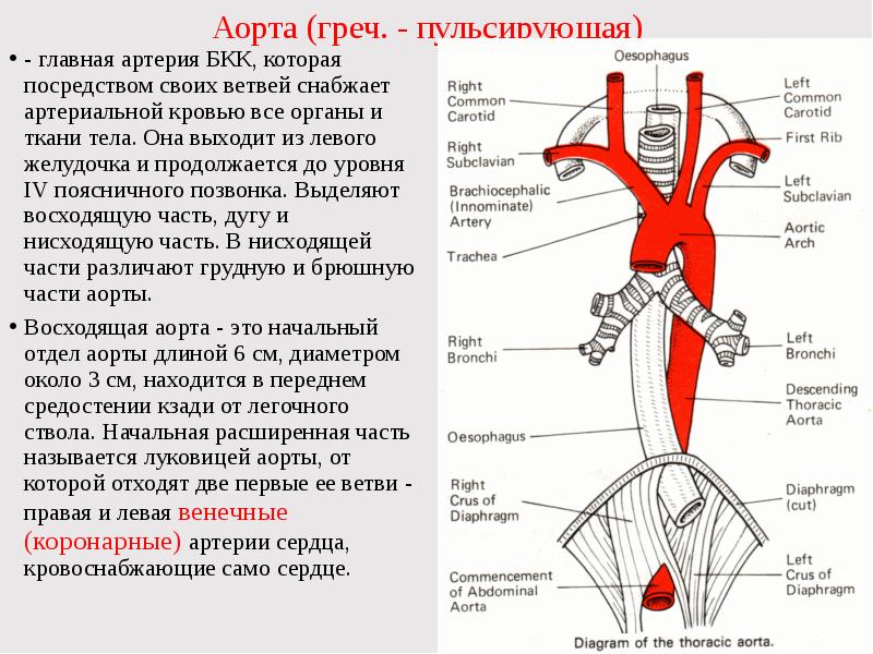 Схема артерий дуги аорты