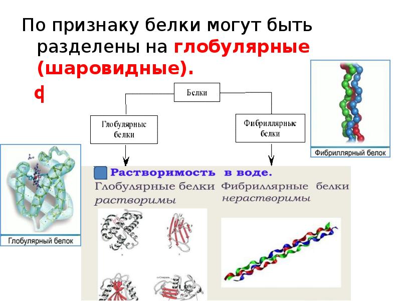 Форма белка. Группы белков фибриллярные и глобулярные таблица. Глобулярный и фибриллярный белок. Глобулярные и фибриллярные белки. Глобулярные белки белки.