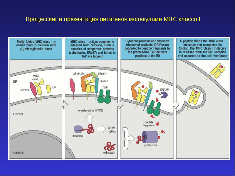 Механизм процессинга и презентации экзогенных и эндогенных антигенов