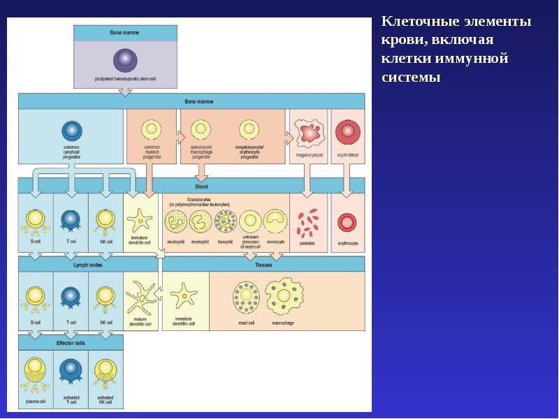 Империя клеточные. Клетки иммунной системы иммунология. Компоненты клеточного иммунитета. Клеточный компонент иммунной системы. Клетки иммунной системы включают.