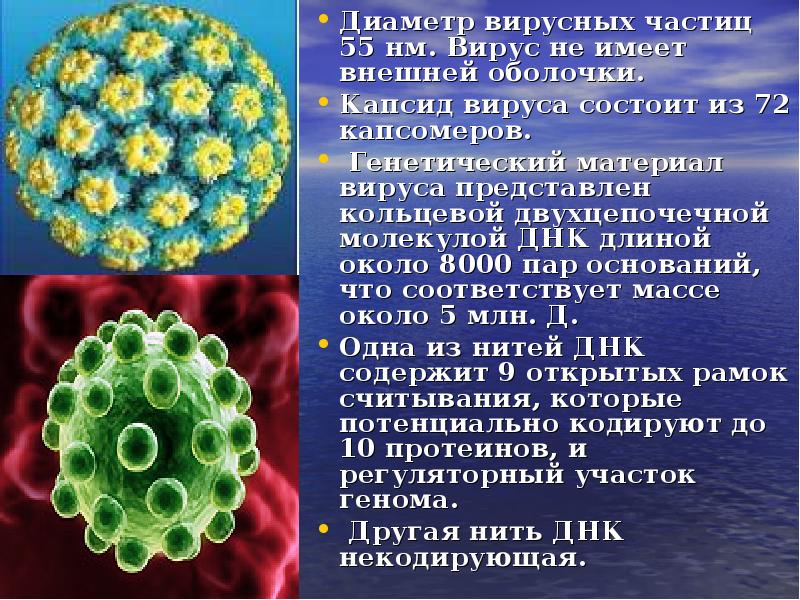 Диаметр вирусных частиц 55 нм. Вирус не имеет внешней оболочки.
Диаметр вирусных частиц 55 нм. Вирус не имеет внешней оболочки.