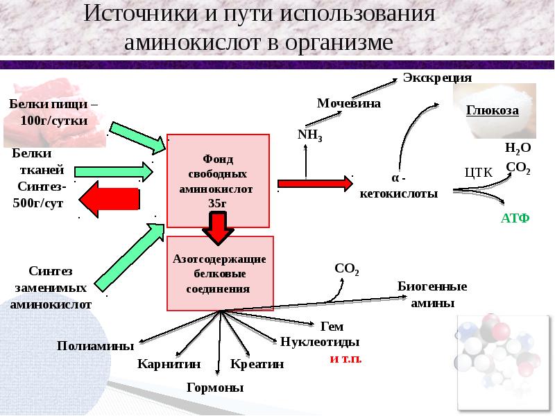 Реферат: Общие пути обмена аминокислот Пути обезвреживания аммиака в организме