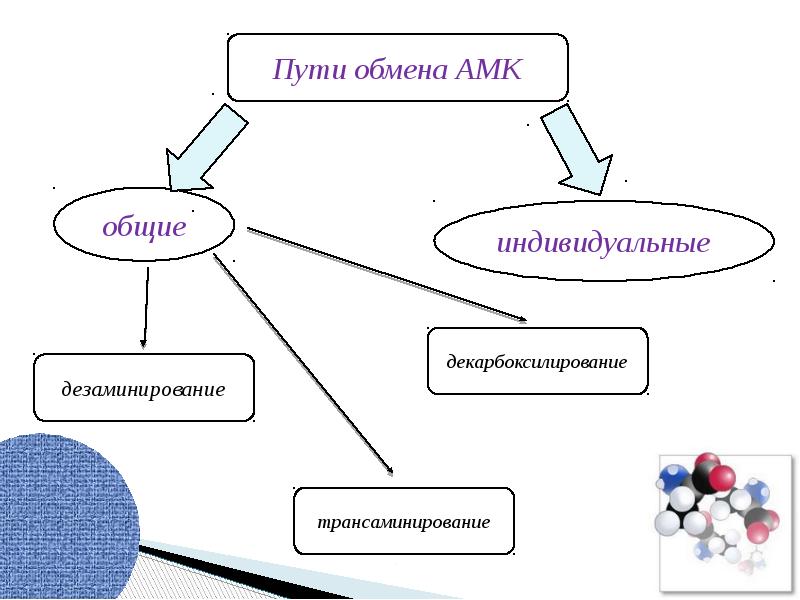 Пути распада. Общая схема путей распада аминокислот биохимия. Общие пути обмена аминокислот. Схема Общие пути обмена аминокислот. Общиу пути обмера Амино кислот.